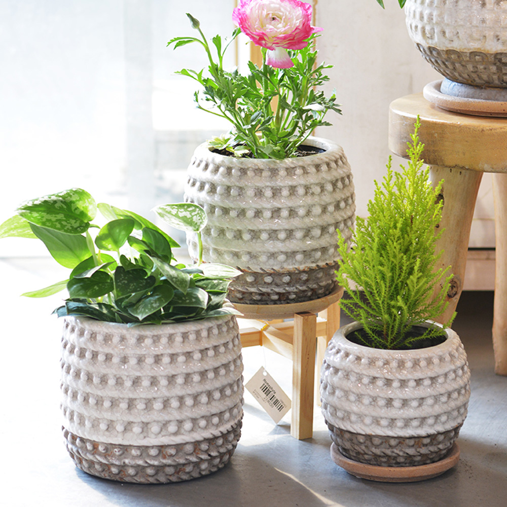 Choosing-the-right-ceramic-pot-for-each-plant(5)
