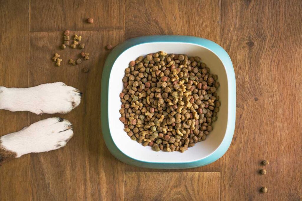 How-to-choose-the-right-ceramic-bowl-for-your-dog(3)